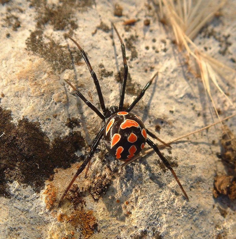 Black Widow